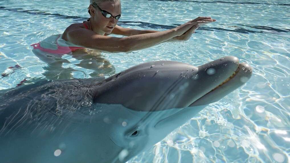 Besser als das Original: 40-Millionen-Dollar-Delfin schwimmt mit Menschen